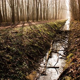 Lumière de la forêt sur Koen Smit