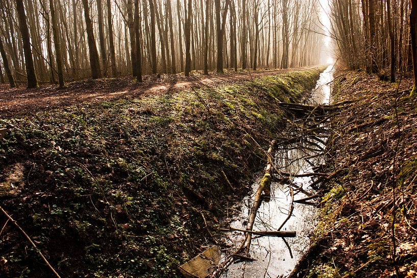 Waldlicht von Koen Smit