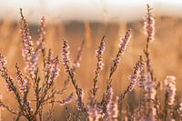 Heather in the morning sun 3