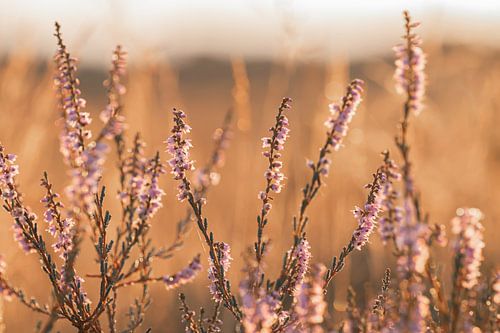 Heide in de ochtendzon 3