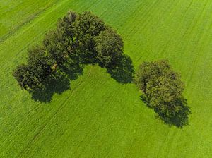 Baumgruppe auf einer frisch gemähten Wiese von oben gesehen