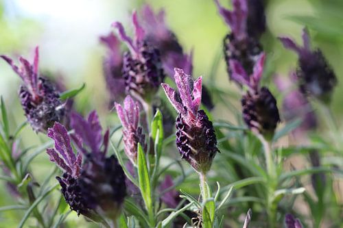 Spike lavender