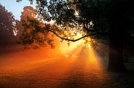 Vondelpark zonsopkomst boom by Dennis van de Water thumbnail