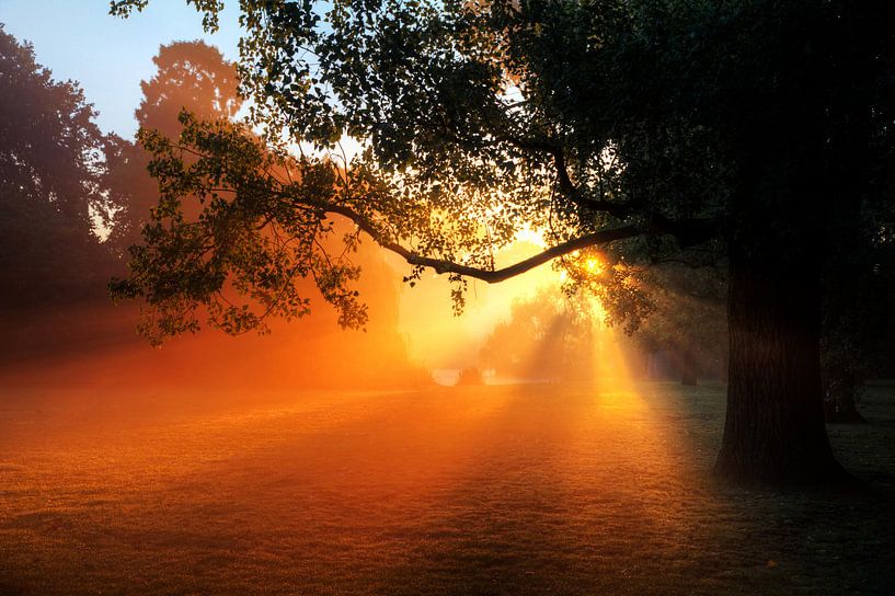 Vondelpark zonsopkomst boom by Dennis van de Water