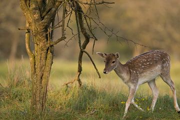 Fallow Deer by Jos van den Elshout