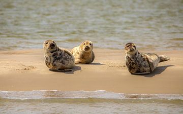zeehonden op een zandbank van Roy De vries