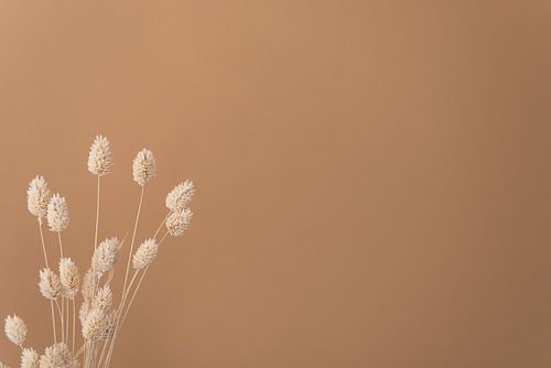Canary grass still life