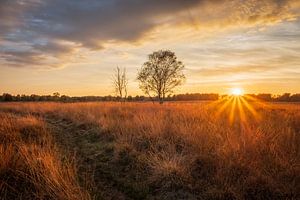 fields of gold sur Mario Visser