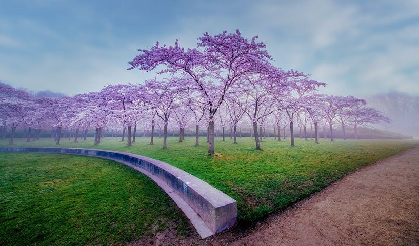 Cerisiers dans le parc des fleurs par peterheinspictures