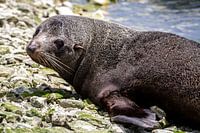 Rustende zeehond op stenen