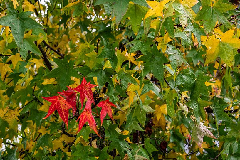 Amerikaanse Amberboom met beginnende herfstkleuren van Andrea de Jong