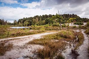 Roode Beek @ Brunssummerheide von Rob Boon