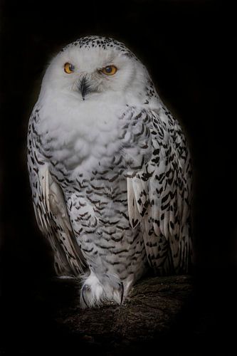 Snowy White Owl, Bubo scandiacus