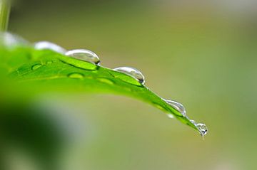 Gouttes de pluie by Martine Affre Eisenlohr