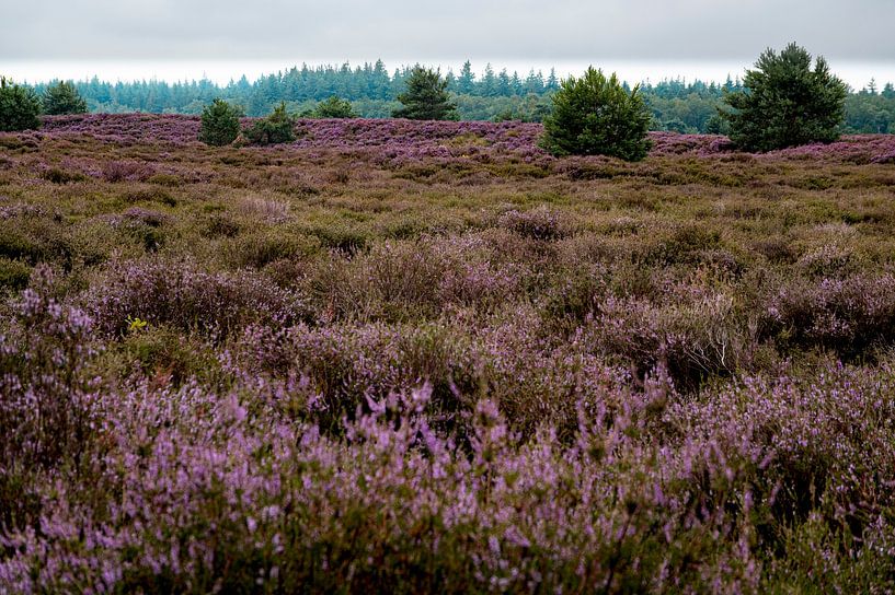 Les couleurs violettes de la bruyère en fleur. par Bianca Fortuin