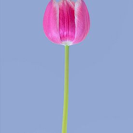 La tulipe emblématique 2. sur Pieter van Roijen