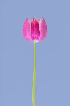 La tulipe emblématique 2.