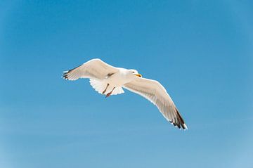 Seagull in flight by Katrin May