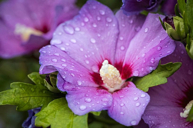 Hibiscus by Rob Boon