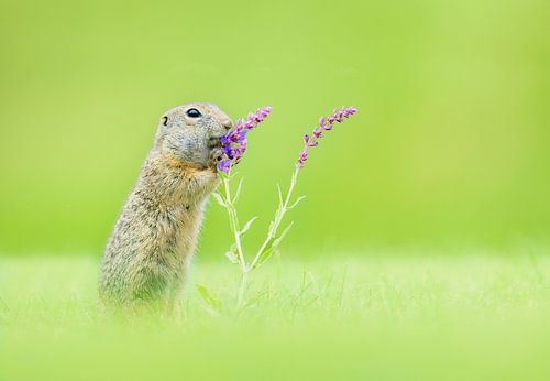 Grondeekhoorn ruikt onderweg aan de bloemen