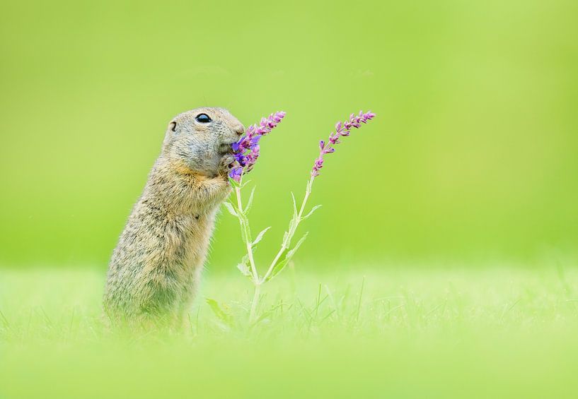 Grondeekhoorn ruikt onderweg aan de bloemen van Ronny De Groote