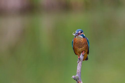 Eisvogel mit Fisch