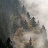 Schwarzwald Poster & Bilder