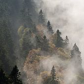 Schwarzwald Poster & Bilder