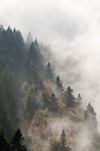 Cloud forest by Michael Valjak
