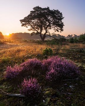 Flowering heather Veluwe by Rick Kloekke