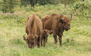 Wisent-Kalb sicher zwischen Mama und Papa