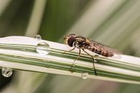 Hover fly