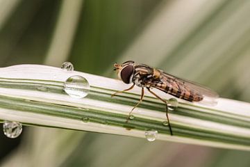 Schwebfliege auf Japangras von Erich Werner