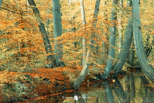 Magical Enchantment: The Oelervaart in Twickel's Bosrijk