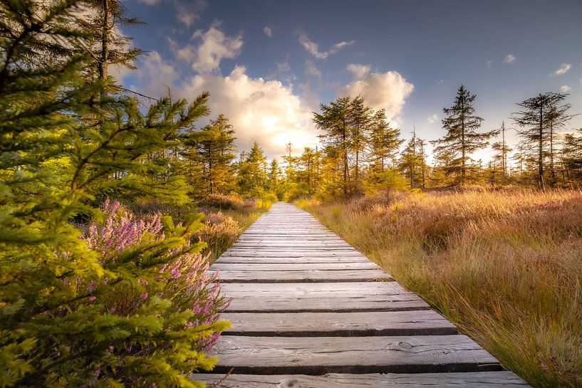 Sur le chemin du bois dans le Harz par Steffen Henze