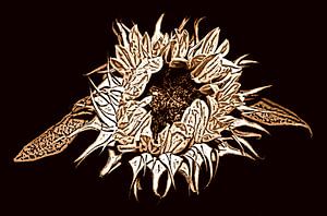 Sonnenblume