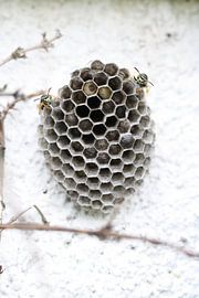 Les gardes sur Lisette Tegelberg - Zegwaard