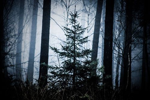 Einsamer Weihnachtsbaum