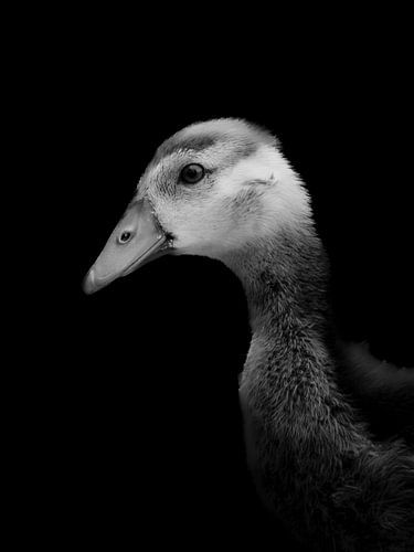 Von der Natur geschaffen