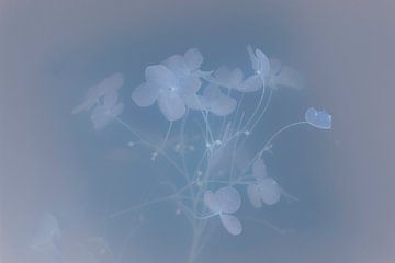 Hydrangea Petals in Blue by Nanda Bussers