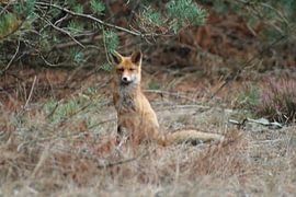 Fuchs von Natascha Koevoets