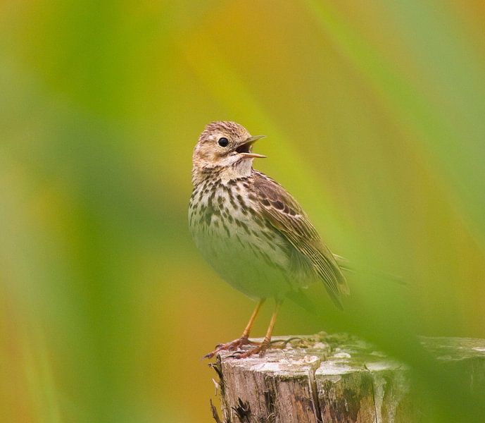 Pipit farfelu un peu caché dans la verdure par Natuurpracht   Kees Doornenbal