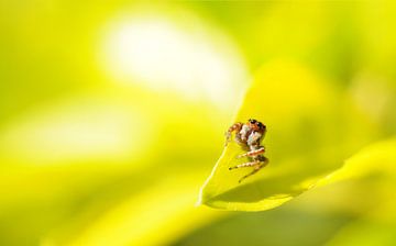 Spinne von wim verrijp