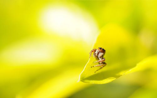 Spinne