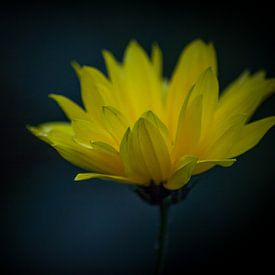 Stefan Grit Profile picture