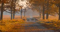 Deer in autumn