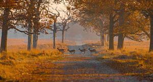 Hirsche im Herbst
