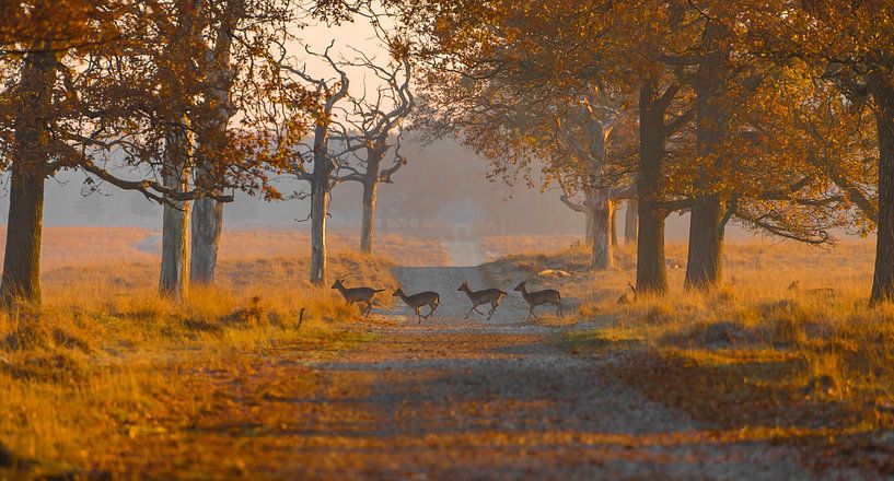 Reeën in de herfst van Ans Bastiaanssen