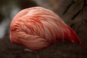 Flamant rose sur Frank Smedts