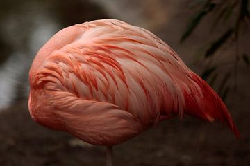 Flamingo by Frank Smedts